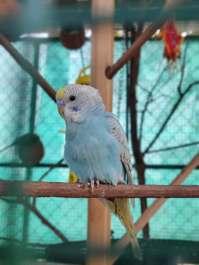 Rose Villa Lonavla Zewnętrze zdjęcie